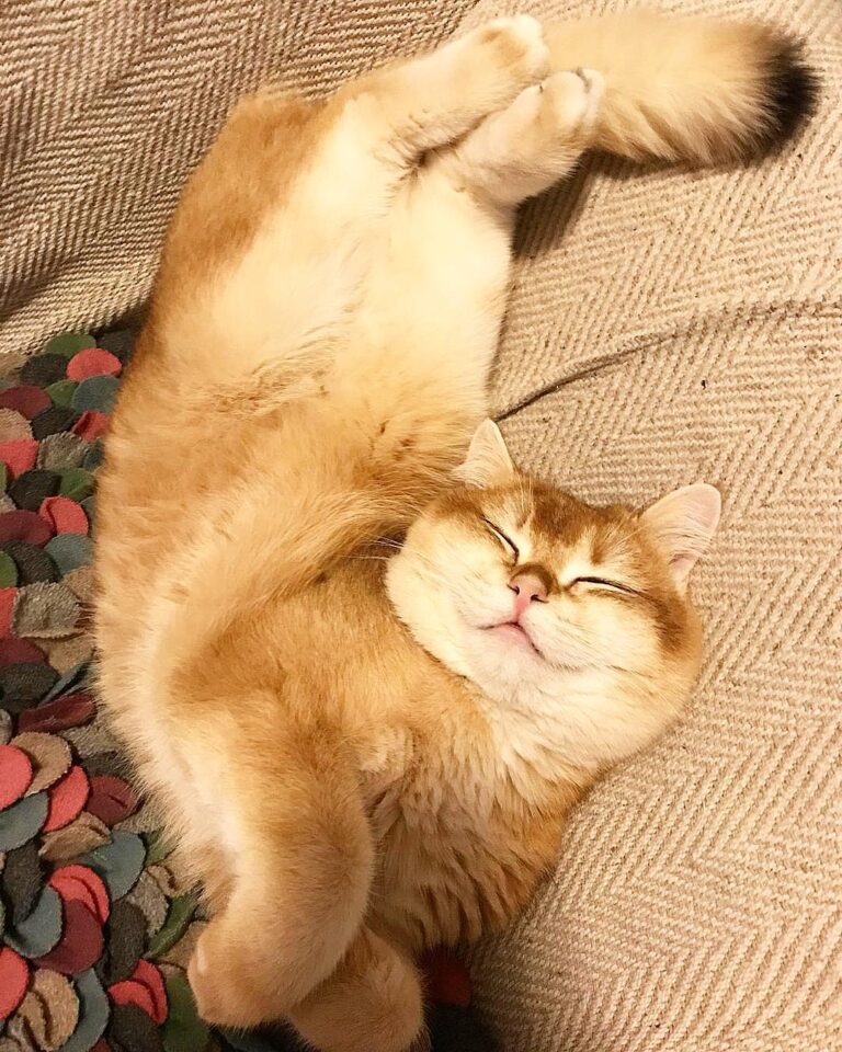 My favourite way to spend caturday . . . . .