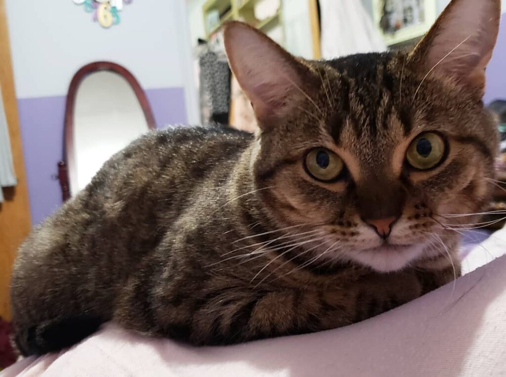 My human is my pillow. She makes the best sleeping spot