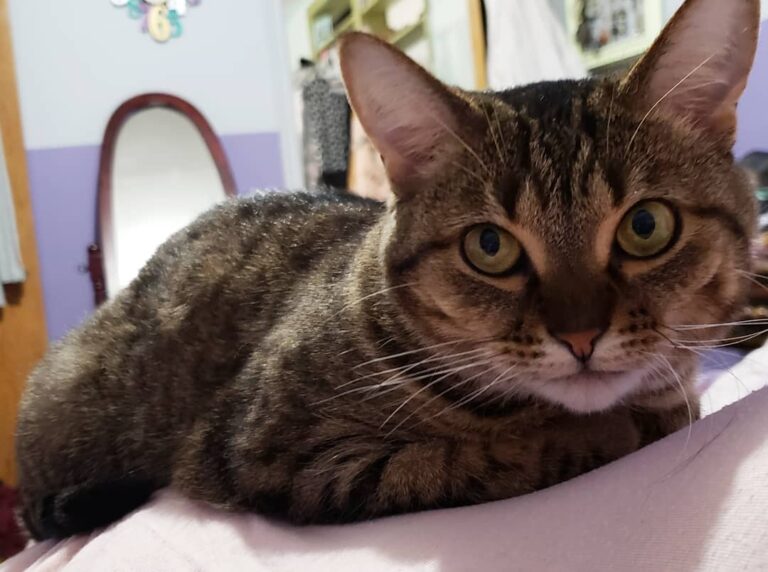 My human is my pillow. She makes the best sleeping spot