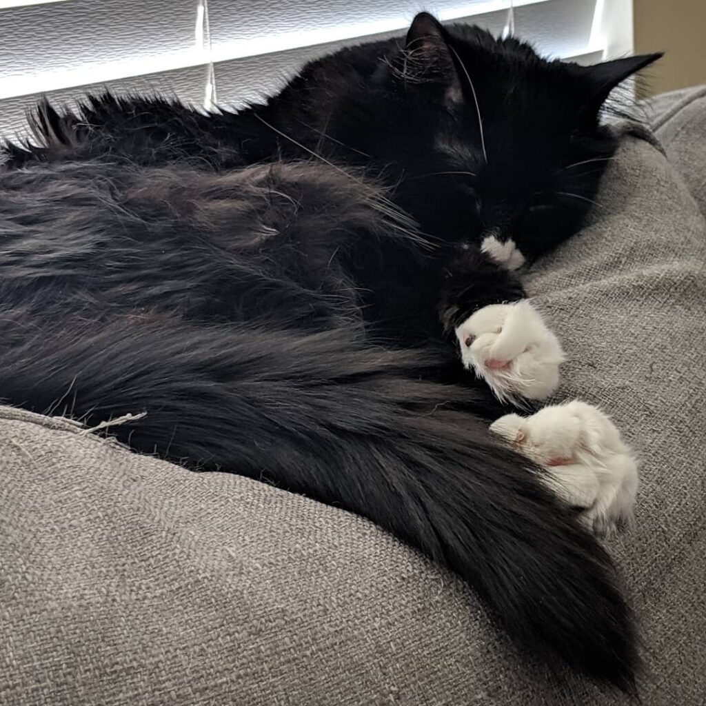Nibbler recovering from his vet visit
