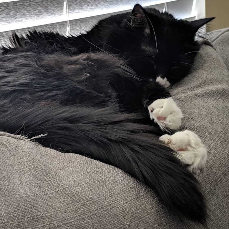 Nibbler recovering from his vet visit