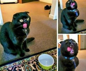 FunnyCatSite