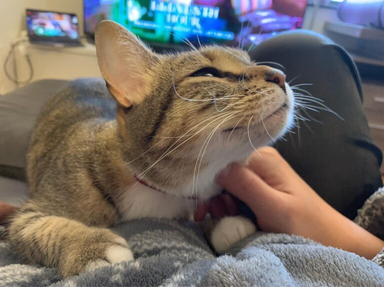 Oh yeah, don’t stop · · · · · · · #猫好きな人と繋がりたい #猫 #猫咪 #猫猫 #刀削不是刀削