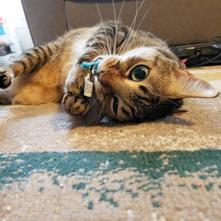 On a scale of 1-10, how happy do you think Yogi is with his new
