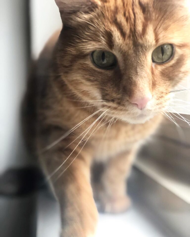 On the prowl