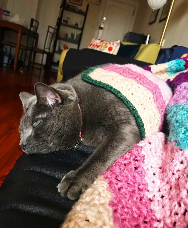 Rainy Caturday. . . . . .