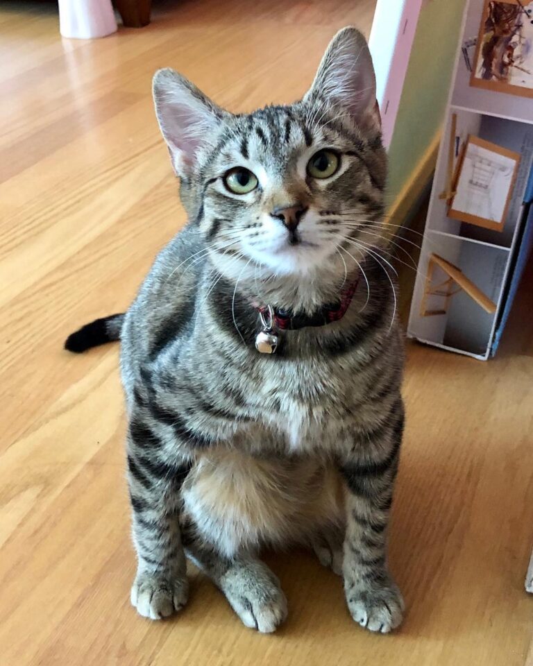 Ron is the sweetest little girl!! Her little face is so derpy, it is