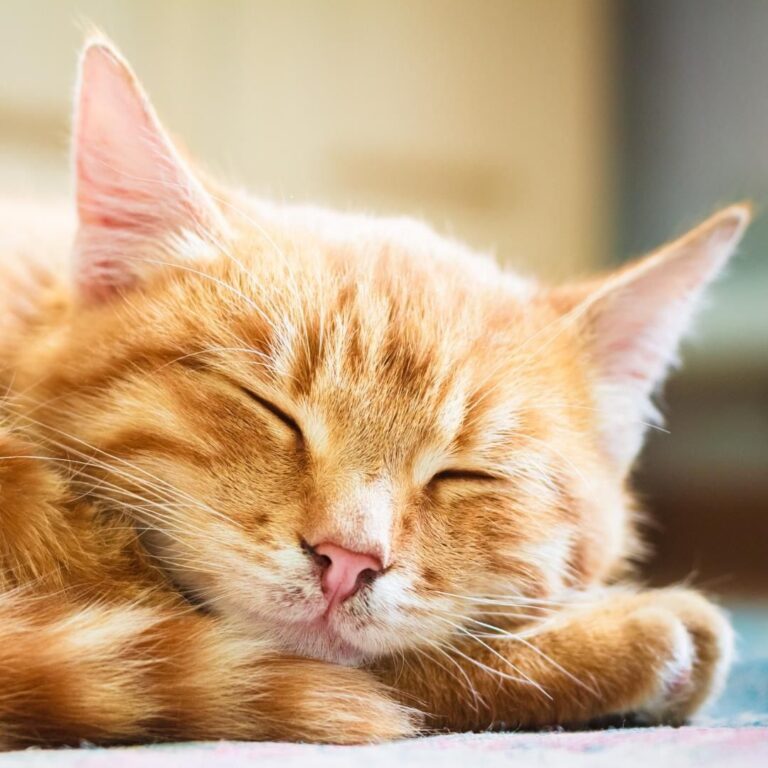 Saturday mood after the – sleeping in and relaxing