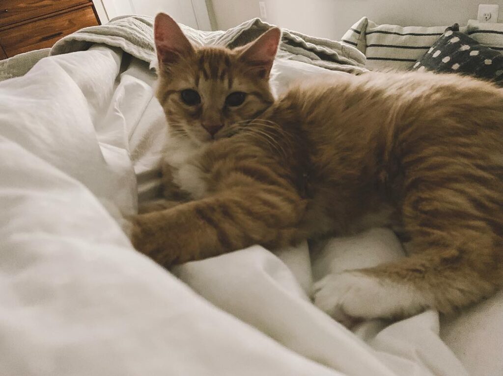 Saturday morning snuggles.