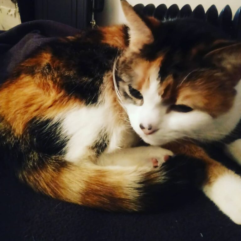 She’s paused her nap to clean her paws and is now considering