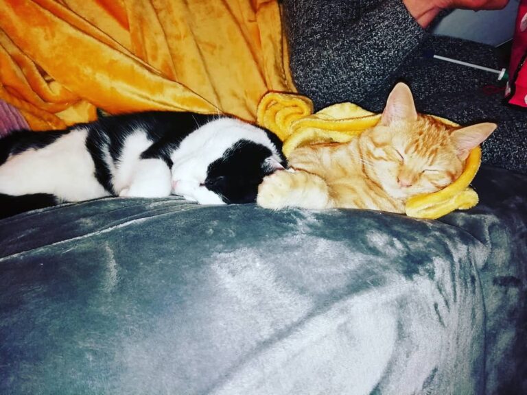 Sleepy cats