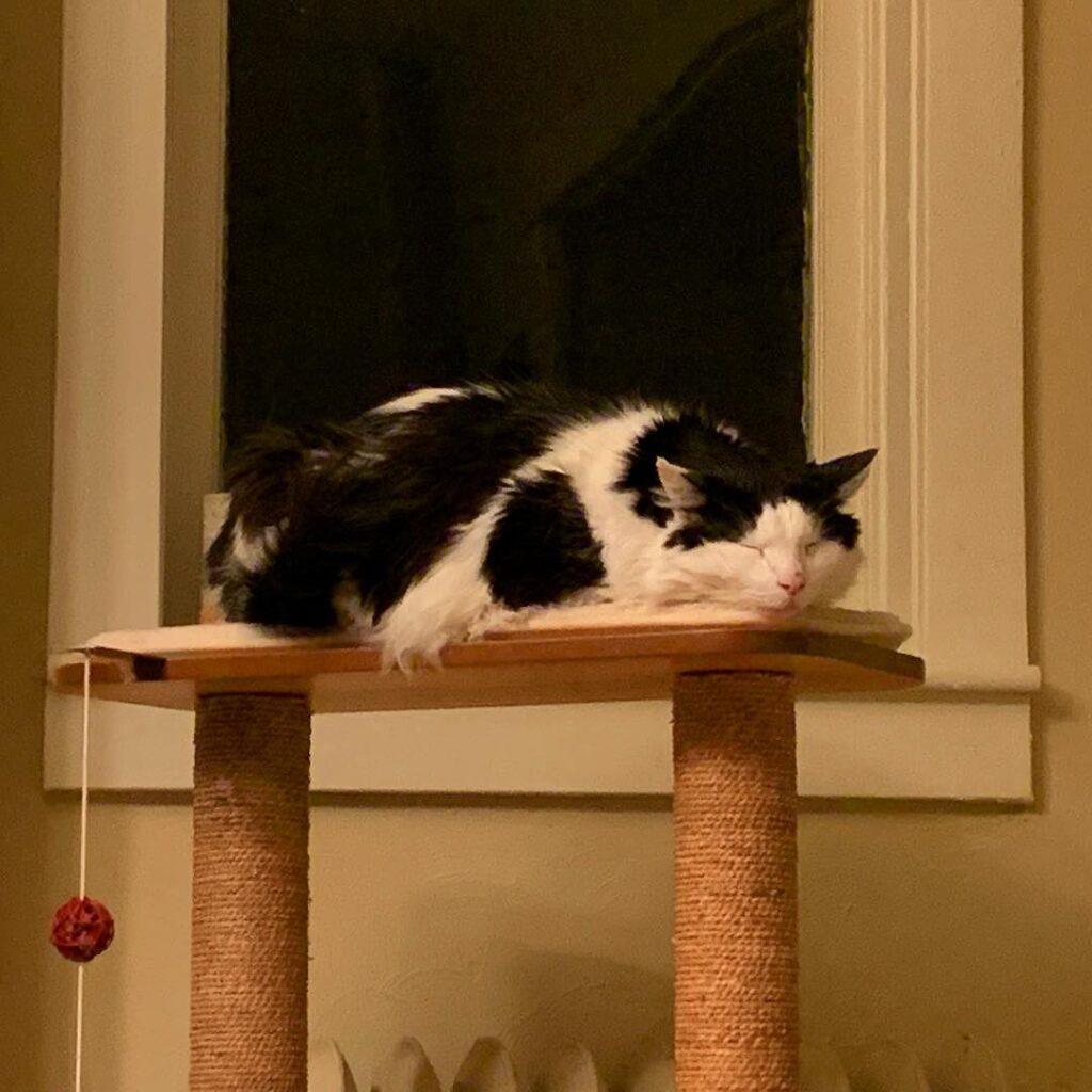 Sleepy pancake cat. . . . .