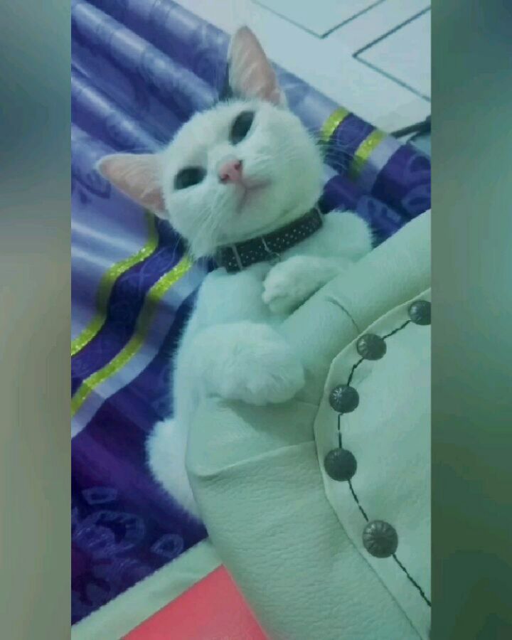 Sleepy?ㅋㅋㅋㅋ Holding your hand makes me feel happy sister, Kitty #แมว