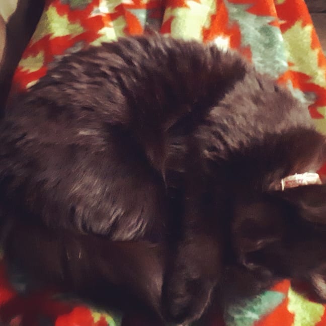 Snuggles on mamas lap . . . . . . .