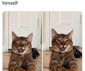 FunnyCatSite