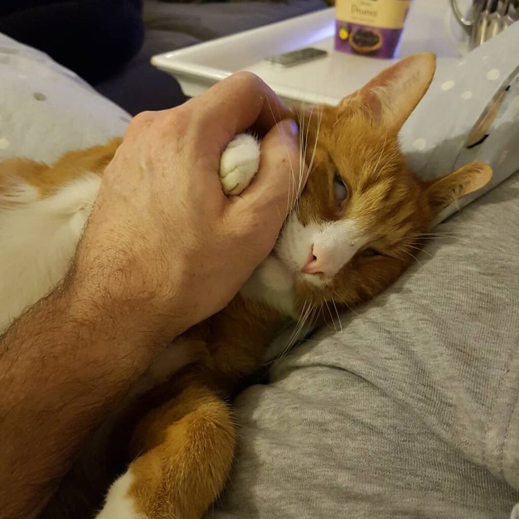 Sofahygge med hele familien inkl. husdyrene.