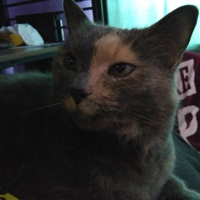 Sorry for not posting for a while. Here’s some pics of patches .