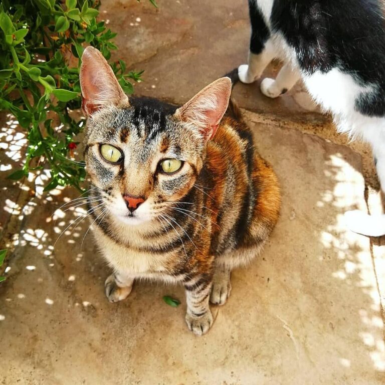 Spent the day surrounded by cats at Uitsig Animal Rescue. These poor