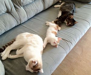 FunnyCatSite