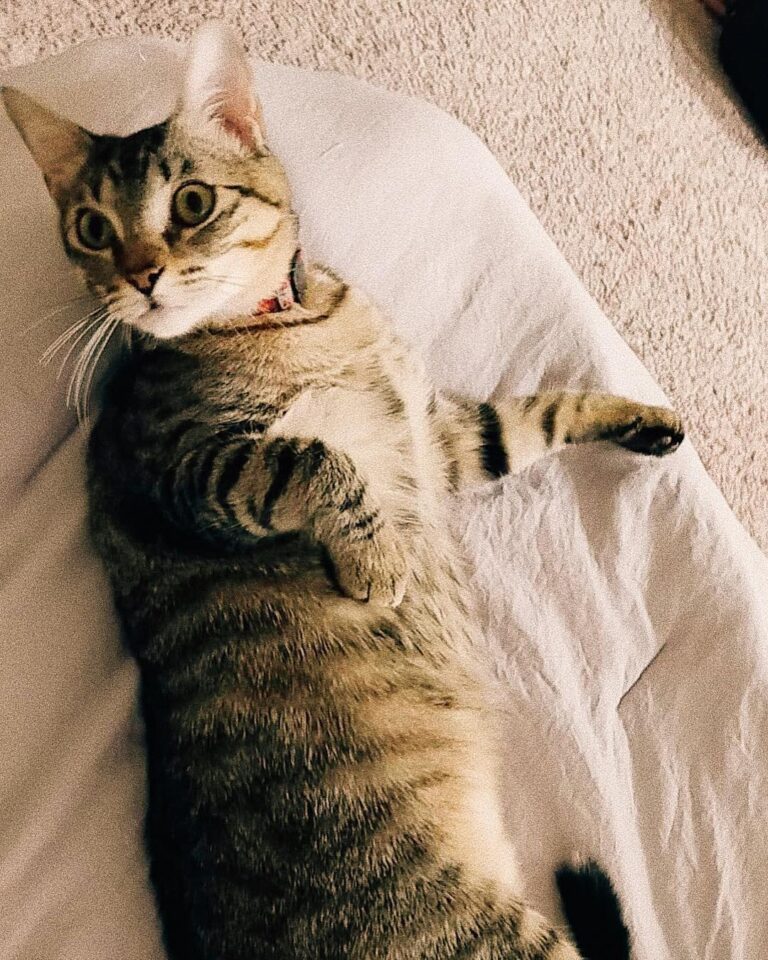 Surprise! It’s Friday already :) meow meow meow