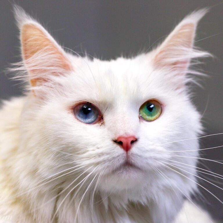 Thai lovely girl found a home this week. Happy Caturday! #