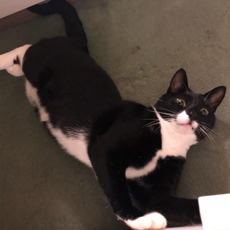 The vet today kept saying what a handsome cutie George was. It seems