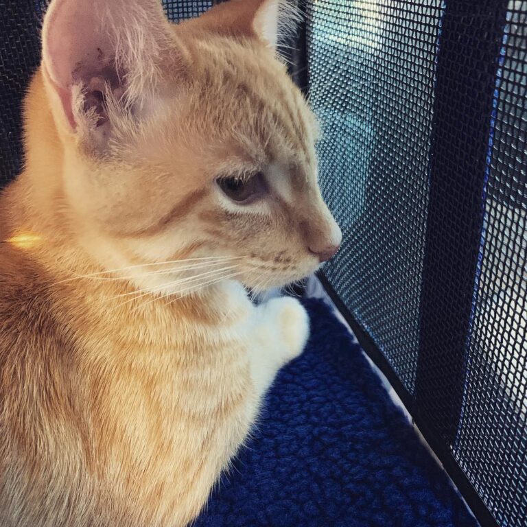 There’s a cat on my lap.