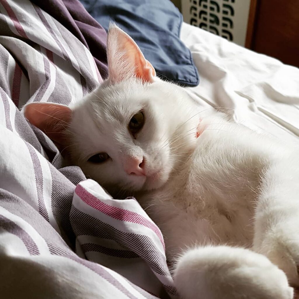 This cat is such a poser.