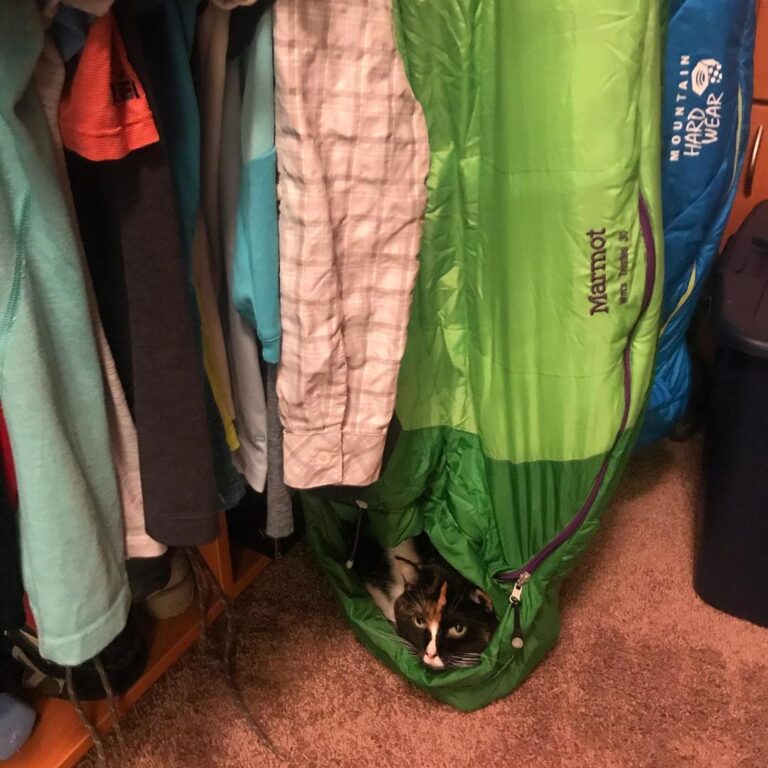 This is Midi telling me she hasn’t been on enough adventures in a