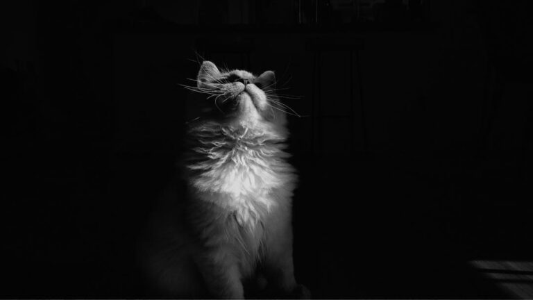 This is my film noir look. been waiting to do a collab with for a