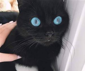 FunnyCatSite
