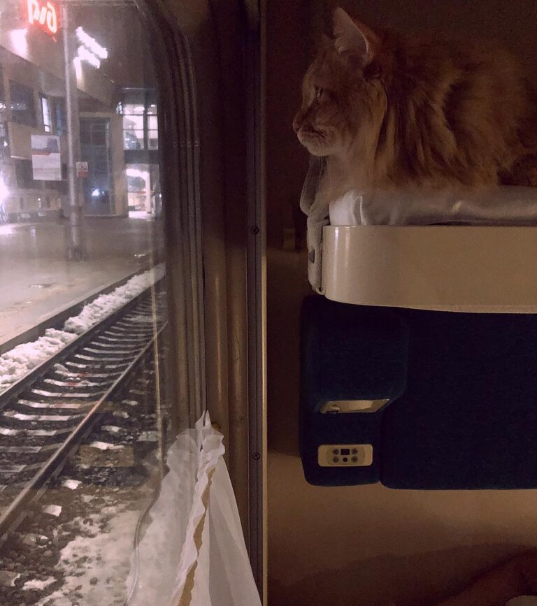 Traveling cat