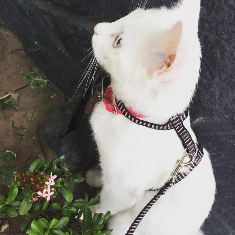 Viendo qué plantas me voy a comer