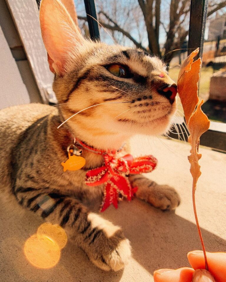 Welcome weekend! Meow meow !!! . . . . .