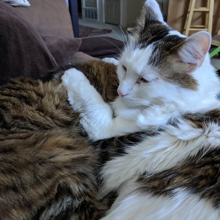 What a lazy for these two. . . . #ねこ