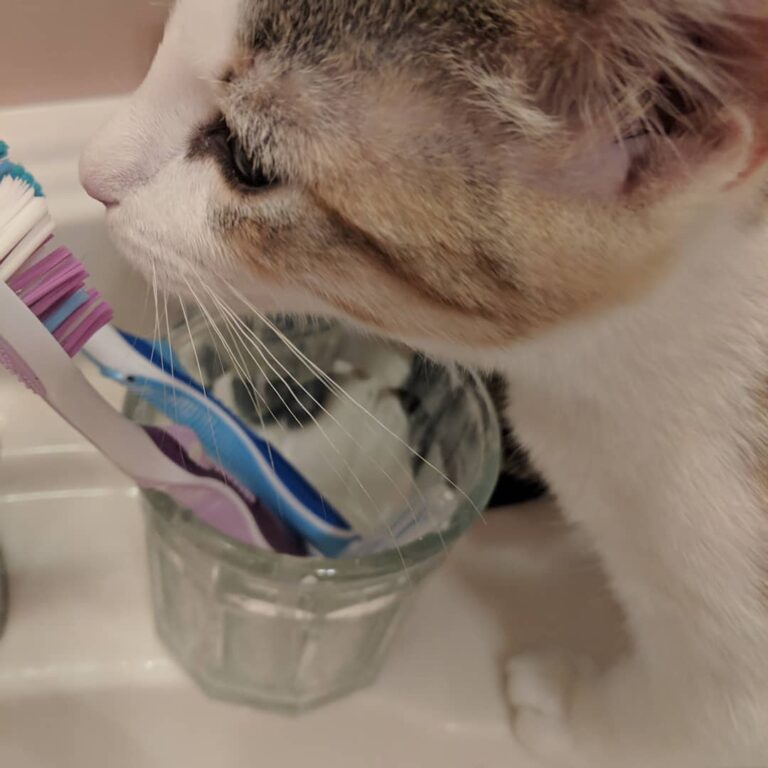 When you discover: 1. She can jump on the bathroom counter now and 2.