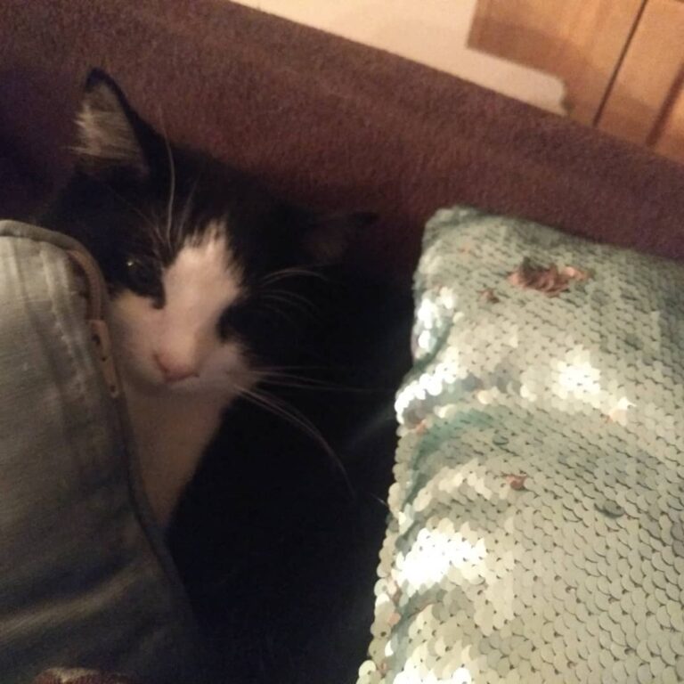 When your furbaby snuggles amongst the pillows