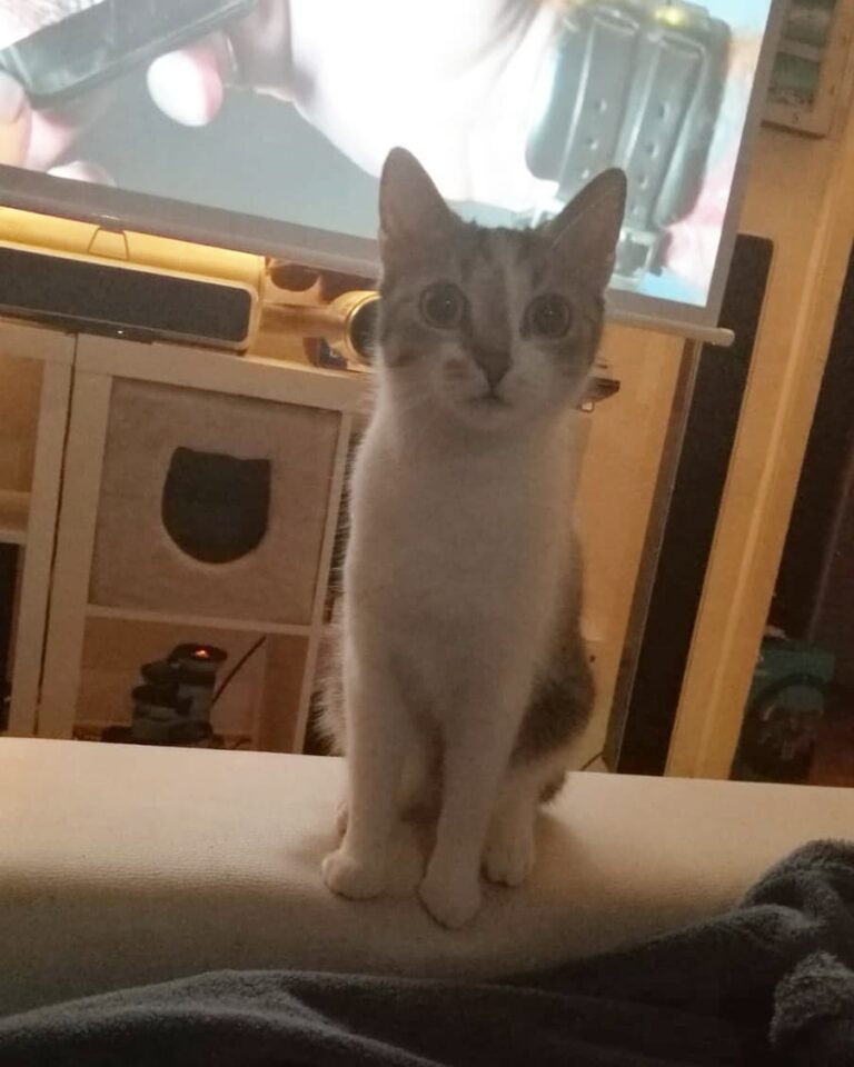 . Where is my treat? Stop watching TV, I want my treat! – Bailey ♡ .