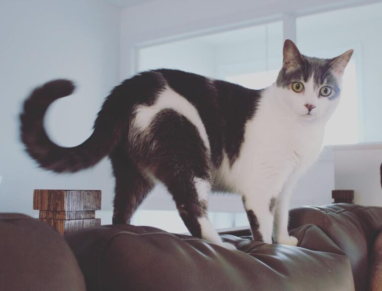 Blurry tail cause I’m hunting a ghost