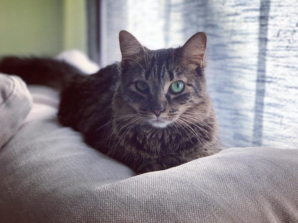Caturday couch time
