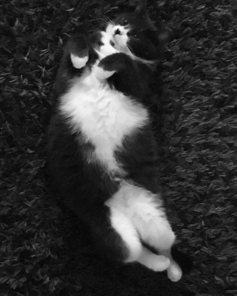 Cute Cat Moment