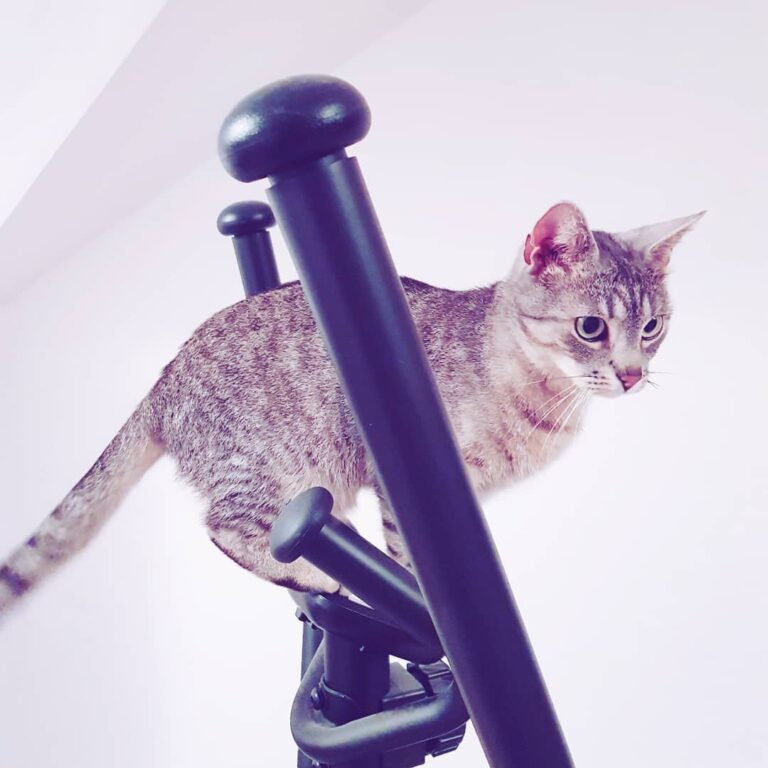 When you feel a sudden need for exercise so you get on an elliptical