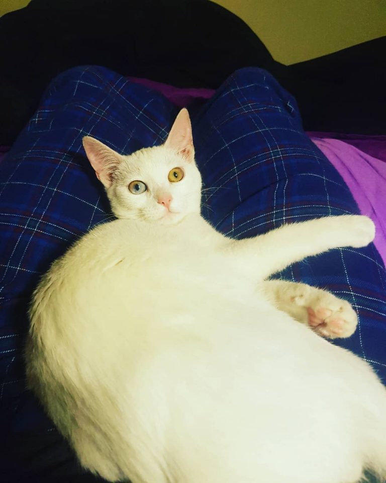 Някои нямаха моя "късмет" покрай Коледа. 
.
.
.
.
.
.
#cat #cute #eyes #heterochromia #catstagram #instacat #lovecats #pretty #animal #instagramcats #kitty #pet #catsofinstagram #catlover #animallovers #petstagram #cateyes #catphoto #meow #catlife #bestme
