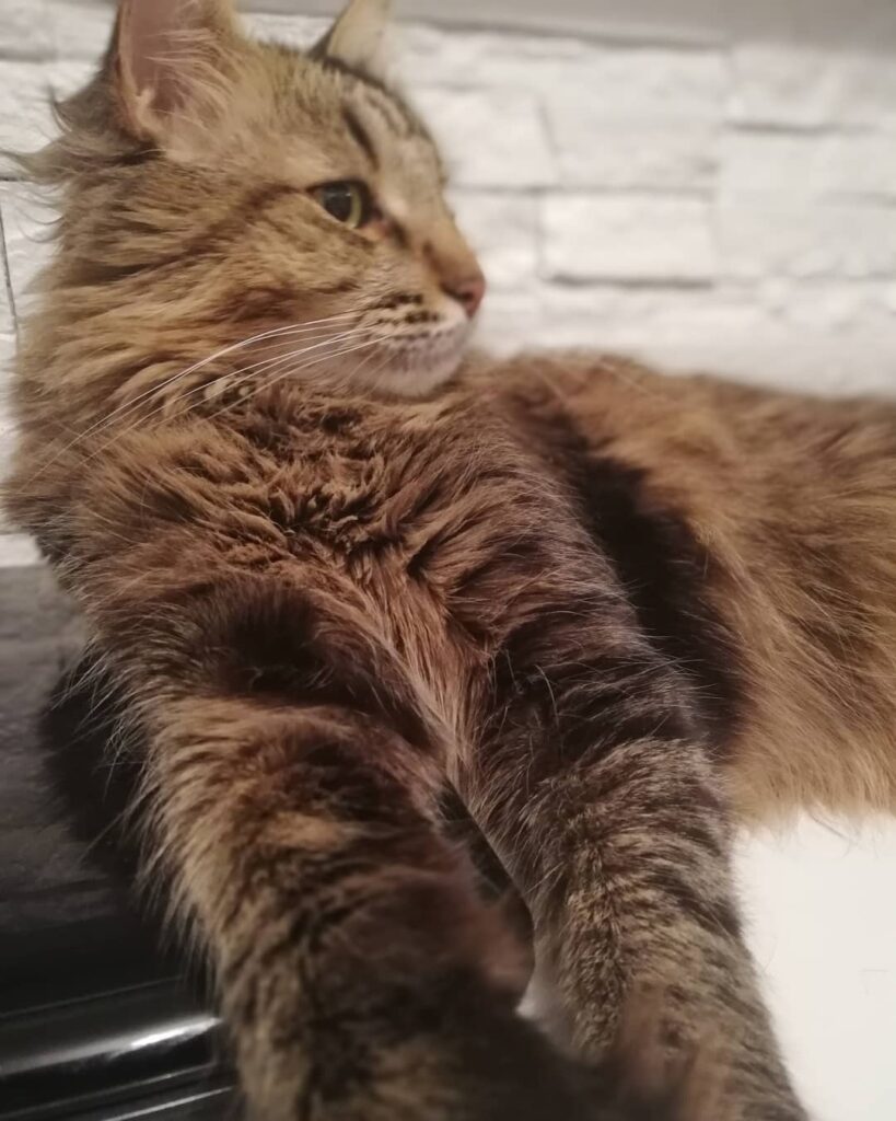 #котэ #киса #котики #мимими #моикотики #кот #теплыекоты #кошка