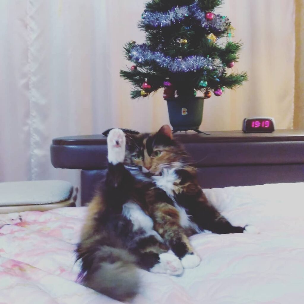 #кошки #вандамм