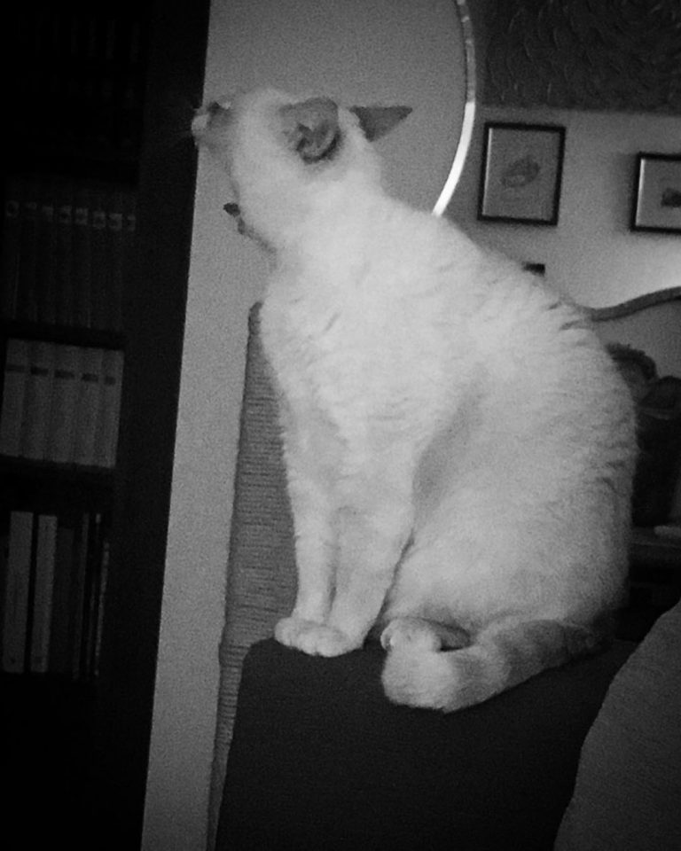 “L’urlo di Luna “

Due cose al mondo sono esteticamente perfette: l’orologio e il gatto. 
Émile-Auguste Chartier 
#ilovemycat #catsofinstagram #catsoftheworld