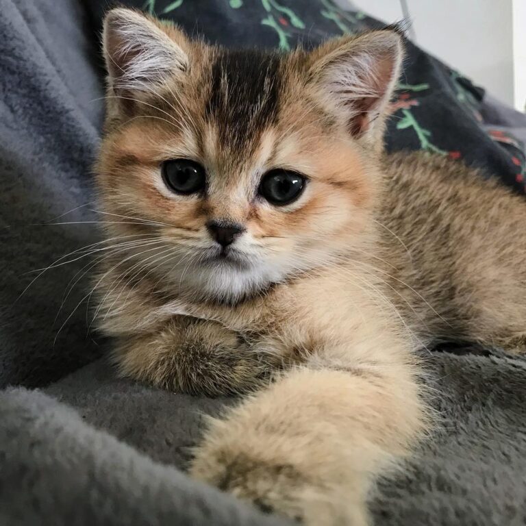 8 weeks Like a Diva