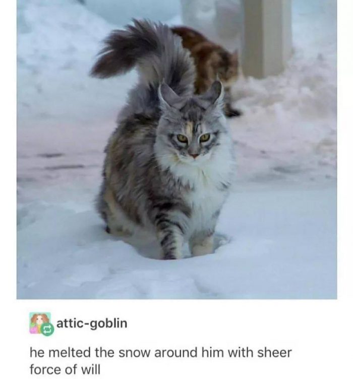 The best part of every day: cats.