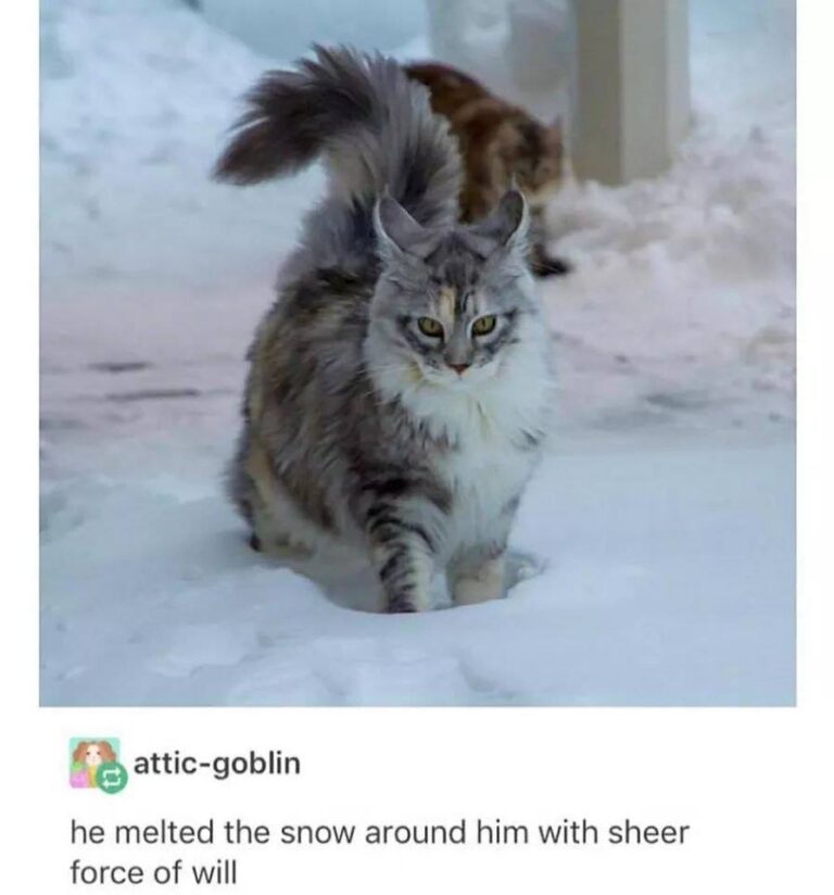 The best part of every day: cats.