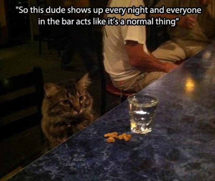 Purr-fect way to pass the time today? Laughing at these cattos.